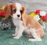 #2 Male (Patsy's), a male Cavalier King Charles Spaniel for sale in Paris, KY – Photo 3 of 3