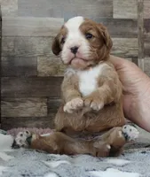 #1 Male (Linda's), a male Cavapoo for sale in Paris, KY – 9 of 9
