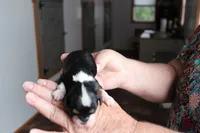 #3 Male (Ruby), a male Cavalier King Charles Spaniel for sale in Paris, KY – 2 of 3