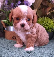 #2 Male (Ginger's), a male Cavapoo for sale in Paris, KY – 1 of 9