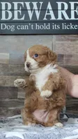 #3 Female (Tara's), a female Cavapoo for sale in Paris, KY – 8 of 8