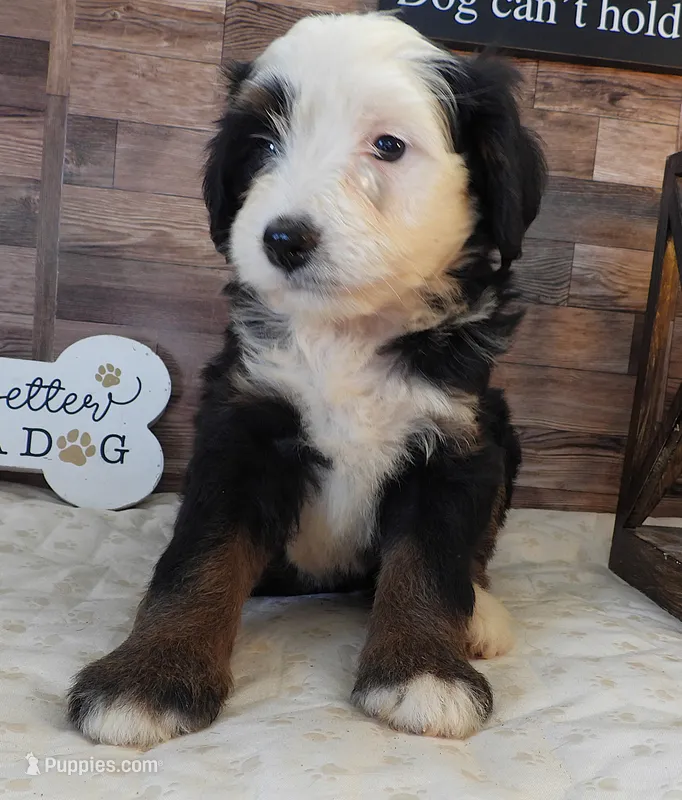 #1 Female (Splash's) – Miniature Bernedoodle puppy for sale in Paris, KY