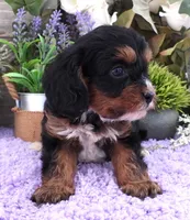 #3 Female (Suzy's), a female Cavapoo for sale in Paris, KY – 2 of 9