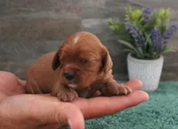 #6 Male (Ruby), a male Cavalier King Charles Spaniel for sale in Paris, KY – 10 of 10