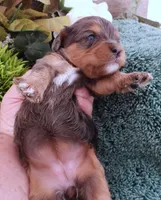 #4 Female (Marley's), a female Cavapoo for sale in Paris, KY – Photo 2 of 2