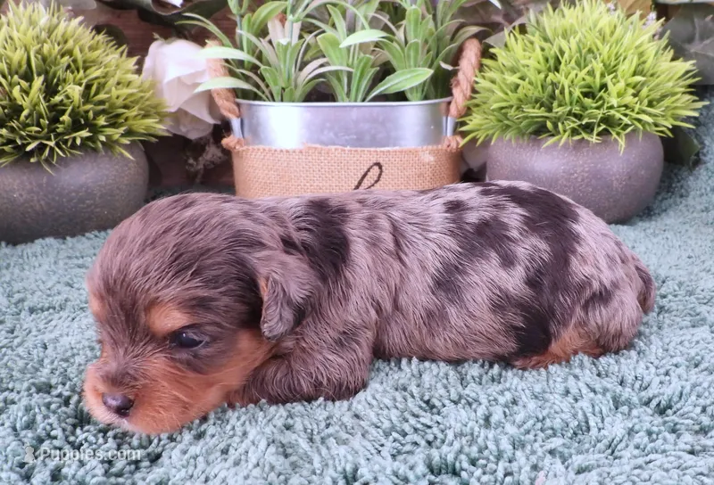 #4 Female (Marley's) – Cavapoo puppy for sale in Paris, KY