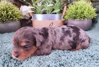 #4 Female (Marley's), a female Cavapoo for sale in Paris, KY – Photo 1 of 2