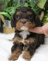#1 Male (Roxy's), a male Cavapoo for sale in Paris, KY – 4 of 8
