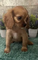 #2 Female Ruby, a female Cavalier King Charles Spaniel for sale in Paris, KY – 5 of 5