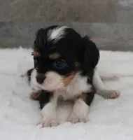 #3 Male (Ruby), a male Cavalier King Charles Spaniel for sale in Paris, KY – 5 of 10