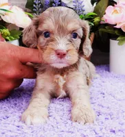 #1 Female (Dawn's), a female Cavapoo for sale in Paris, KY – 1 of 5
