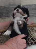 #3 Female (Autumn's), a female Cavapoo for sale in Paris, KY – 3 of 7