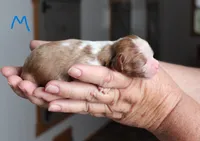#4 Male (Ruby), a male Cavalier King Charles Spaniel for sale in Paris, KY – 2 of 2