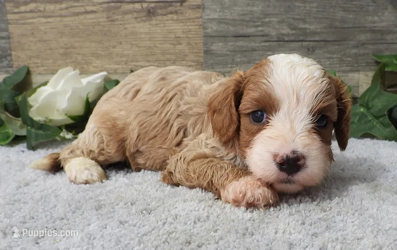 #4 Male (Piper's) – Cavapoo puppy for sale in Paris, KY