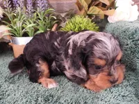 #2 Male (Chelsea's), a male Cavapoo for sale in Paris, KY – Photo 3 of 4