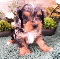 #2 Male (Chelsea's), a male Cavapoo for sale in Paris, KY – Photo 2 of 4