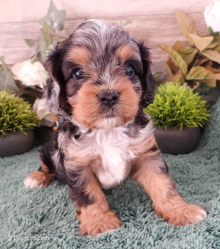 #2 Male (Chelsea's) – Cavapoo puppy for sale in Paris, KY