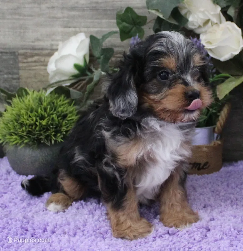 #2 Male (Chelsea's) – Cavapoo puppy for sale in Paris, KY
