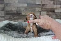 Tara #1 Male, a male Cavapoo for sale in Paris, KY – 2 of 2