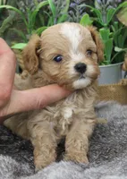 #4 Male (Ginger's), a male Cavapoo for sale in Paris, KY – 6 of 10