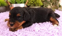 #6 Male (Autumn's), a male Cavapoo for sale in Paris, KY – 6 of 7