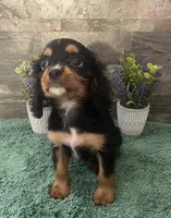 #1 Female Ruby, a female Cavalier King Charles Spaniel for sale in Paris, KY – 5 of 6