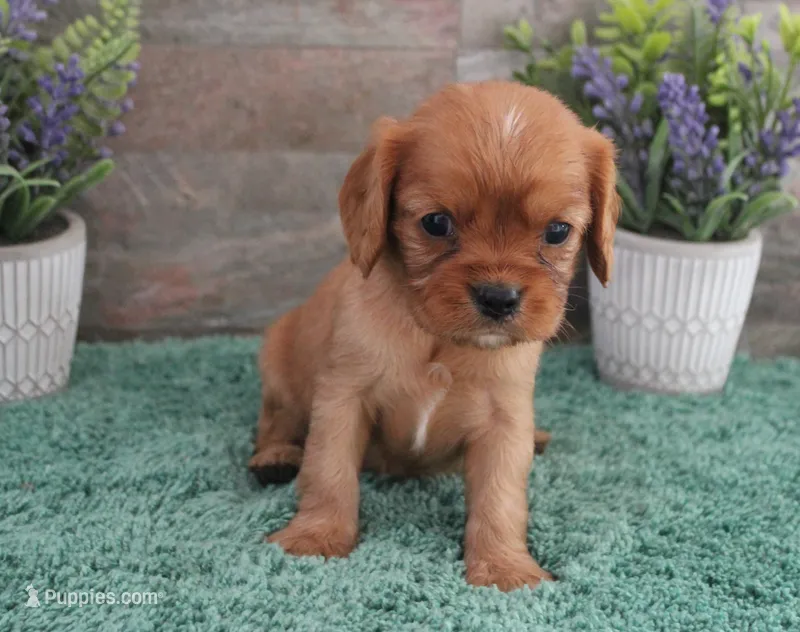 #6 Male (Ruby) – Cavalier King Charles Spaniel puppy for sale in Paris, KY