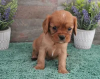 #6 Male (Ruby), a male Cavalier King Charles Spaniel for sale in Paris, KY – 4 of 10