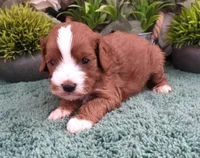 processed/df551651-31fe-4978-9099-764a7242ca24/listing/862f0d96-fbf5-489e-b235-77bf4ee4a0be/4c7d5fc9-ddc9-4e56-a0d0-fc734d2af3fd