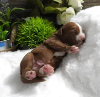 processed/df551651-31fe-4978-9099-764a7242ca24/listing/862f0d96-fbf5-489e-b235-77bf4ee4a0be/faacf3cb-7f4a-48b6-8aab-e08550501ecb