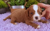 #5 Male (Autumn's), a male Cavapoo for sale in Paris, KY – 6 of 6