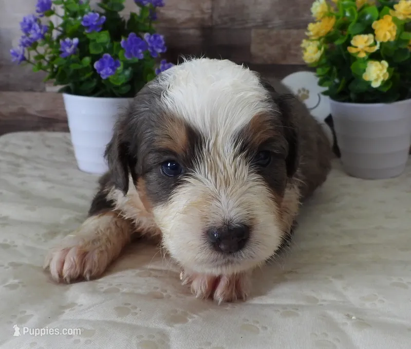 #8 Male (Splash's) – Miniature Bernedoodle puppy for sale in Paris, KY
