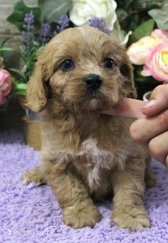 #2 Male (Evie's) – Cavapoo puppy for sale in Paris, KY