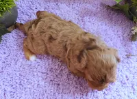 #2 Female (Dawn's), a female Cavapoo for sale in Paris, KY – 5 of 6