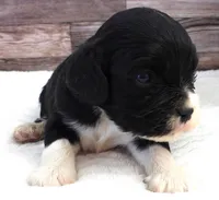 #6 Male (Lesley's), a male Cockalier for sale in Paris, KY – Photo 2 of 3