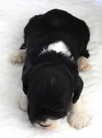 #6 Male (Lesley's), a male Cockalier for sale in Paris, KY – Photo 3 of 3