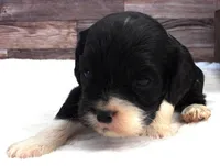 #6 Male (Lesley's), a male Cockalier for sale in Paris, KY – Photo 1 of 3