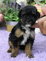 #2 Male (Joy's), a male Poodle - Miniature  for sale in Paris, KY – 3 of 3