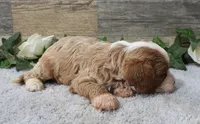 #4 Male (Piper's), a male Cavapoo for sale in Paris, KY – 2 of 3
