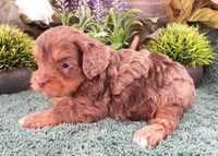 #3 Male (Tina's), a male Cavapoo for sale in Paris, KY – Photo 3 of 3