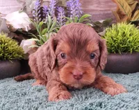 #3 Male (Tina's), a male Cavapoo for sale in Paris, KY – Photo 1 of 3