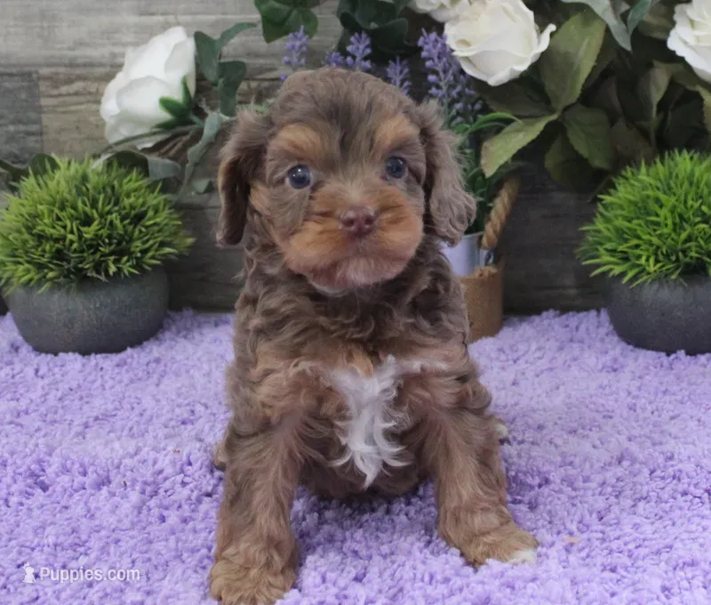 #3 Male (Tina's) – Cavapoo puppy for sale in Paris, KY