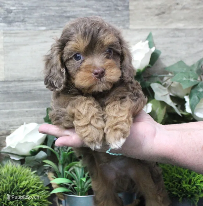 #3 Male (Tina's) – Cavapoo puppy for sale in Paris, KY