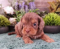 #3 Male (Tina's), a male Cavapoo for sale in Paris, KY – Photo 2 of 3