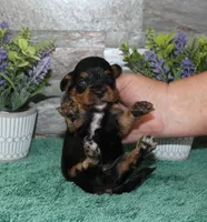 Patsys #5 Male, a male Cavapoo for sale in Paris, KY – 2 of 3