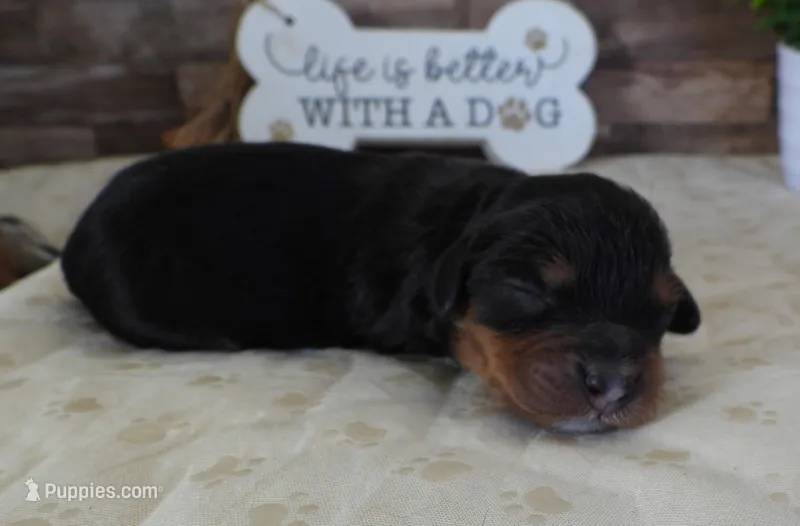 #4 Female (Barbie's) – Cavapoo puppy for sale in Paris, KY