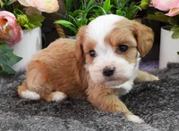 #4 Male (Kate's), a male Cavapoo for sale in Paris, KY – 3 of 4