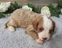 #4 Male (Piper's), a male Cavapoo for sale in Paris, KY – 3 of 3