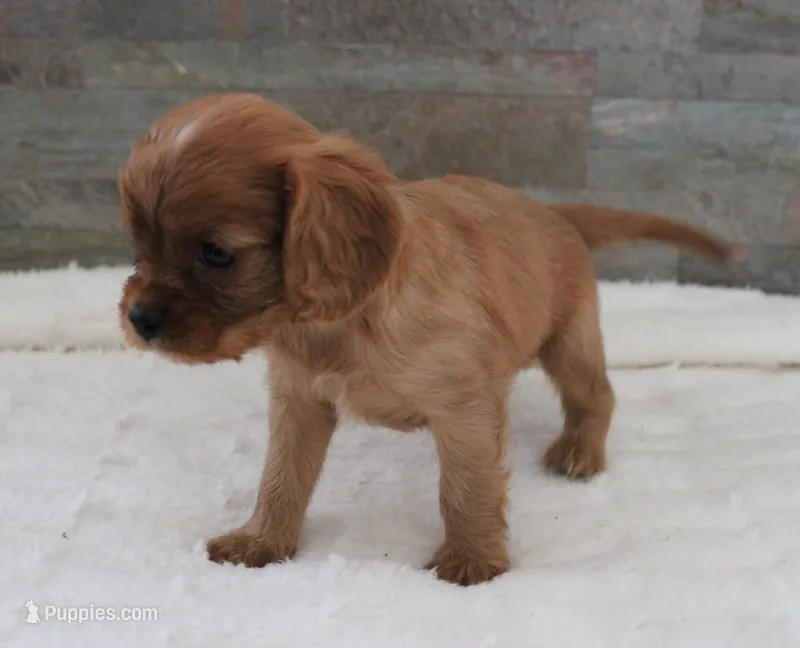 #6 Male (Ruby) – Cavalier King Charles Spaniel puppy for sale in Paris, KY