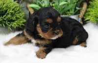#3 Female (Suzy's), a female Cavapoo for sale in Paris, KY – 4 of 9